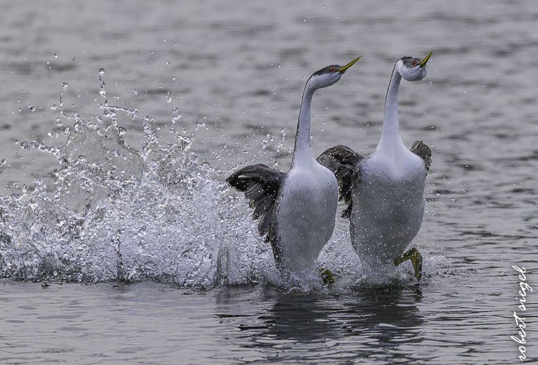 Calero County Park and Reservoir